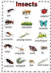 insects